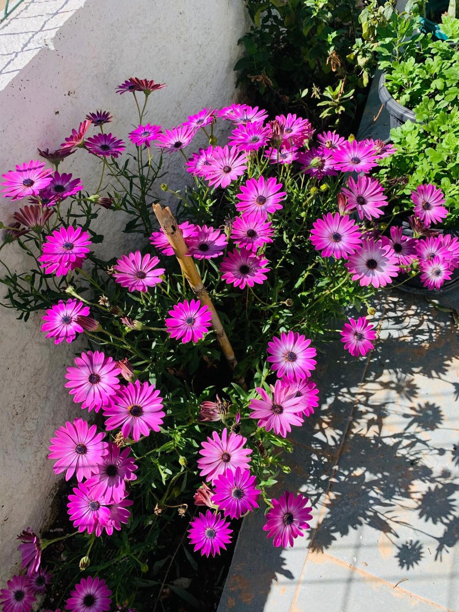 Central Garden Residence Sofia - Free Parking Ksamil Kültér fotó