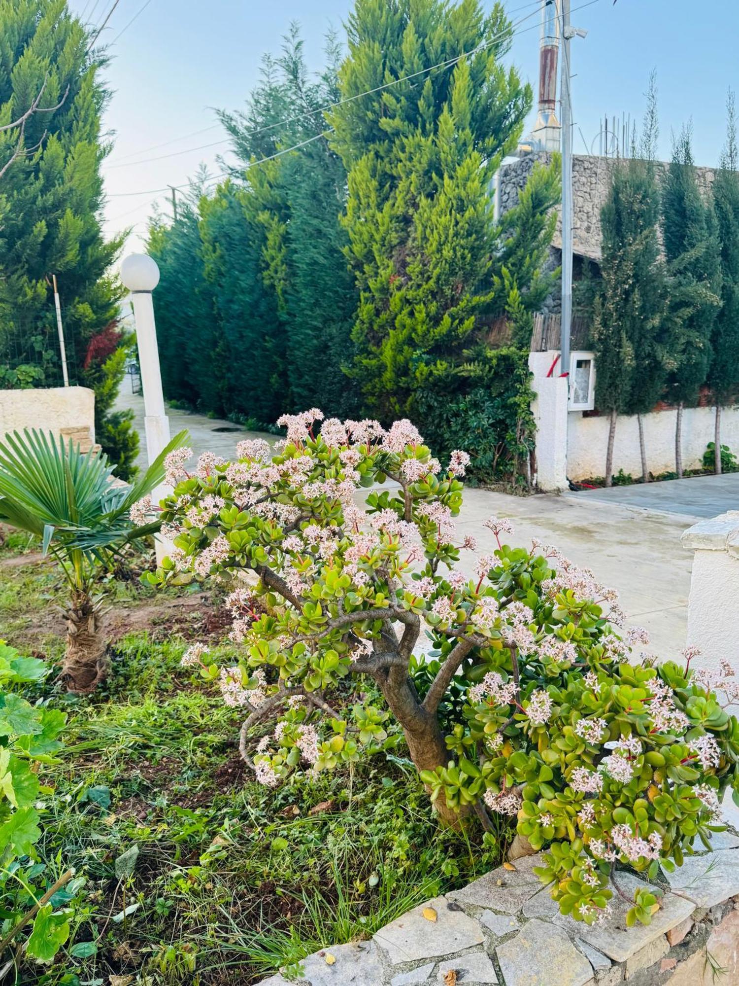 Central Garden Residence Sofia - Free Parking Ksamil Kültér fotó